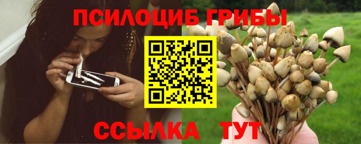 Псилоцибиновые грибы Psilocybe  Вход с VPN  Псилоцибиновые грибы Cubensis  Обнинск 